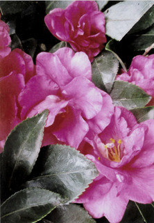 農村C.jpg