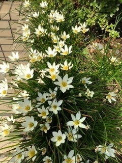 image0.jpeg