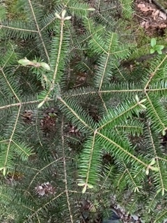 image1.jpeg
