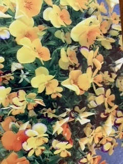 image1 (2).jpeg