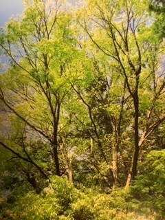 image1 (6).jpeg