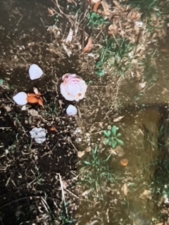 image2 (2).jpeg