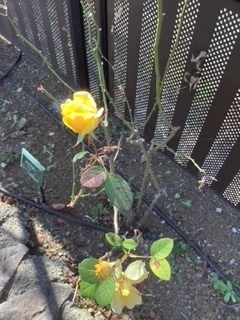 image4.jpeg