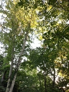 image5.jpeg