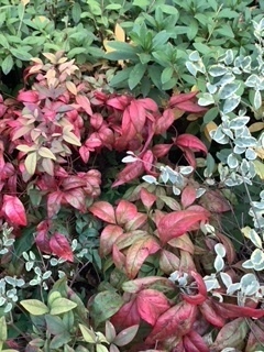 image5.jpeg